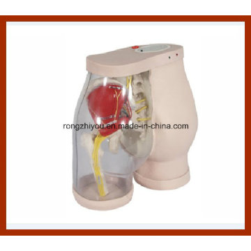 Buttocks Intramuscular Injection Medical Simulator and Comparison